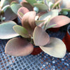 Kalanchoe orgyalis