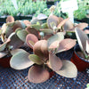 Kalanchoe orgyalis