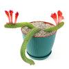 Monkey Tail Cactus – Cleistocactus colademononis 