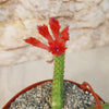 Monkey Tail Cactus – Cleistocactus colademononis 