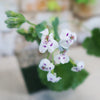 Pelargonium crassicaule