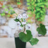 Pelargonium crassicaule