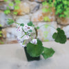 Pelargonium crassicaule