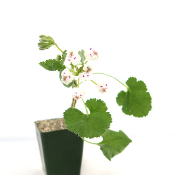 succulent geranium Pelargonium crassicaule