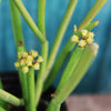 Pencil Cactus - Euphorbia tirucalli &
