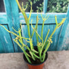 Pencil Cactus - Euphorbia tirucalli &