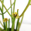 Pencil Cactus - Euphorbia tirucalli &