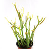 Pencil Cactus - Euphorbia tirucalli &