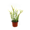 Pencil Cactus - Euphorbia tirucalli &