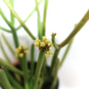 Pencil Cactus - Euphorbia tirucalli &