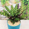Rattlesnake Plant ‘Calathea lancifolia’