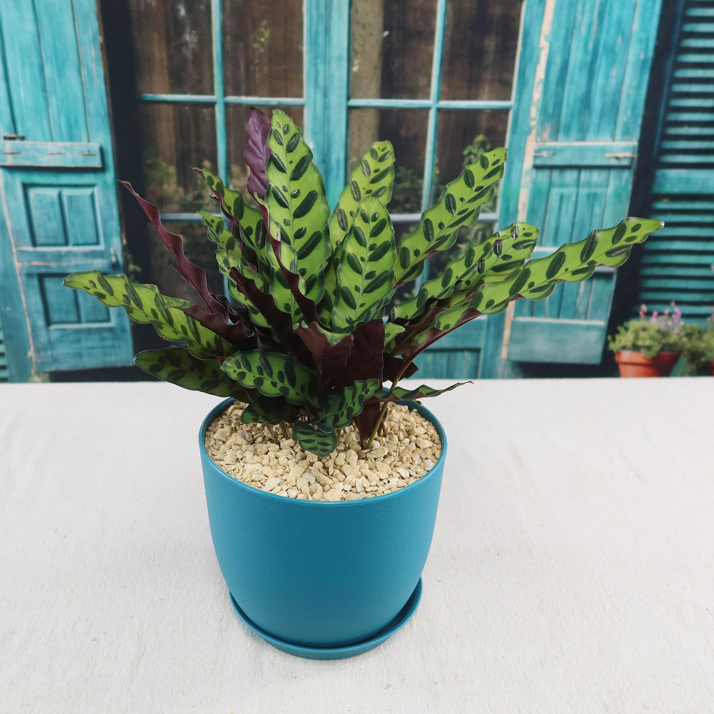 Shop 'Calathea lancifolia – Rattlesnake Plant' Care & Info