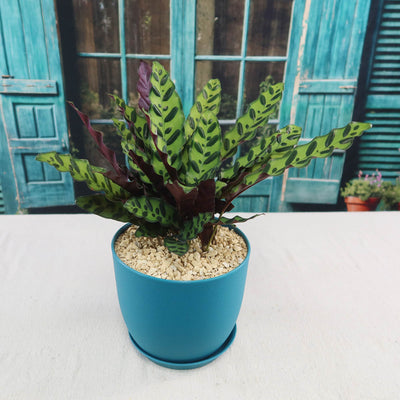 indoor rattlesnake plant Shop 'Calathea lancifolia – Rattlesnake Plant' Care & Info