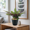Rattlesnake Plant ‘Calathea lancifolia’