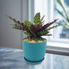 Rattlesnake Plant ‘Calathea lancifolia’