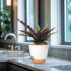 Rattlesnake Plant ‘Calathea lancifolia’