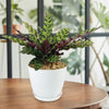 Rattlesnake Plant ‘Calathea lancifolia’