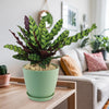Rattlesnake Plant ‘Calathea lancifolia’