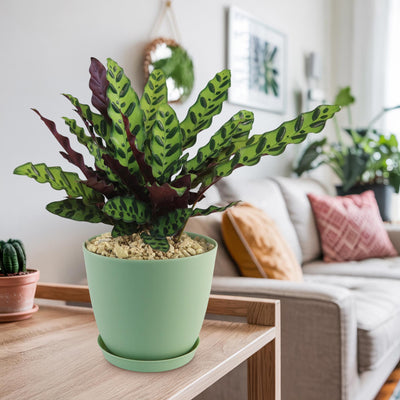 Shop 'Calathea lancifolia – Rattlesnake Plant' Care & Info