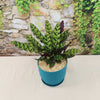 Rattlesnake Plant ‘Calathea lancifolia’