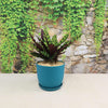 Rattlesnake Plant ‘Calathea lancifolia’
