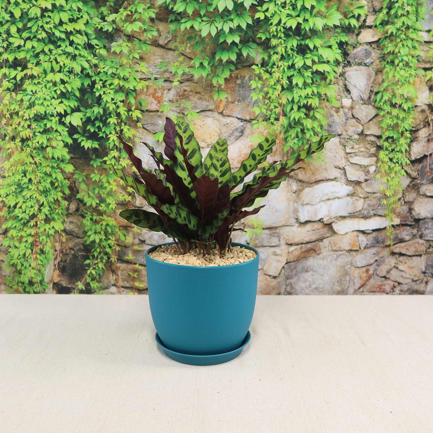 Shop 'Calathea lancifolia – Rattlesnake Plant' Care & Info