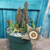 Stapelia orbea variegata star fish plant