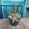 Stapelia orbea variegata star fish plant
