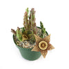 Stapelia orbea variegata star fish plant