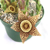 Stapelia orbea variegata star fish plant