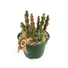 Stapelia orbea variegata star fish plant