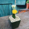 Yellow Grafted Moon Cactus - Gymnocalycium mihanovichii Hibotan