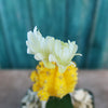 Yellow Grafted Moon Cactus - Gymnocalycium mihanovichii Hibotan