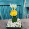 Yellow Grafted Moon Cactus - Gymnocalycium mihanovichii Hibotan