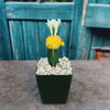 Yellow Grafted Moon Cactus - Gymnocalycium mihanovichii Hibotan