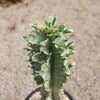 Variegated African Candelabra - Euphorbia ammak variegata