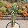 Variegated African Candelabra - Euphorbia ammak variegata