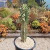 Variegated African Candelabra - Euphorbia ammak variegata