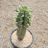 Variegated African Candelabra - Euphorbia ammak variegata