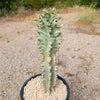 Variegated African Candelabra - Euphorbia ammak variegata