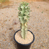 Variegated African Candelabra - Euphorbia ammak variegata