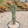 Variegated African Candelabra - Euphorbia ammak variegata