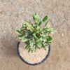 Variegated African Candelabra - Euphorbia ammak variegata