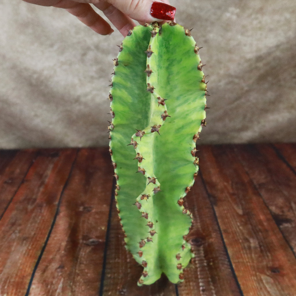 Variegated Euphorbia ammak Cuttings