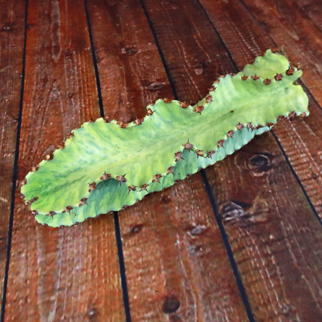 Variegated Euphorbia ammak Cuttings