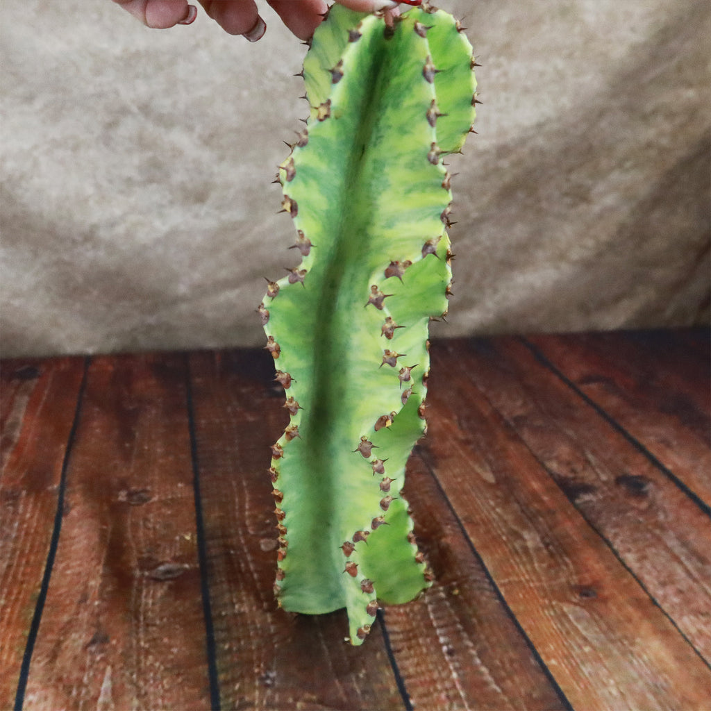 Variegated Euphorbia ammak Cuttings