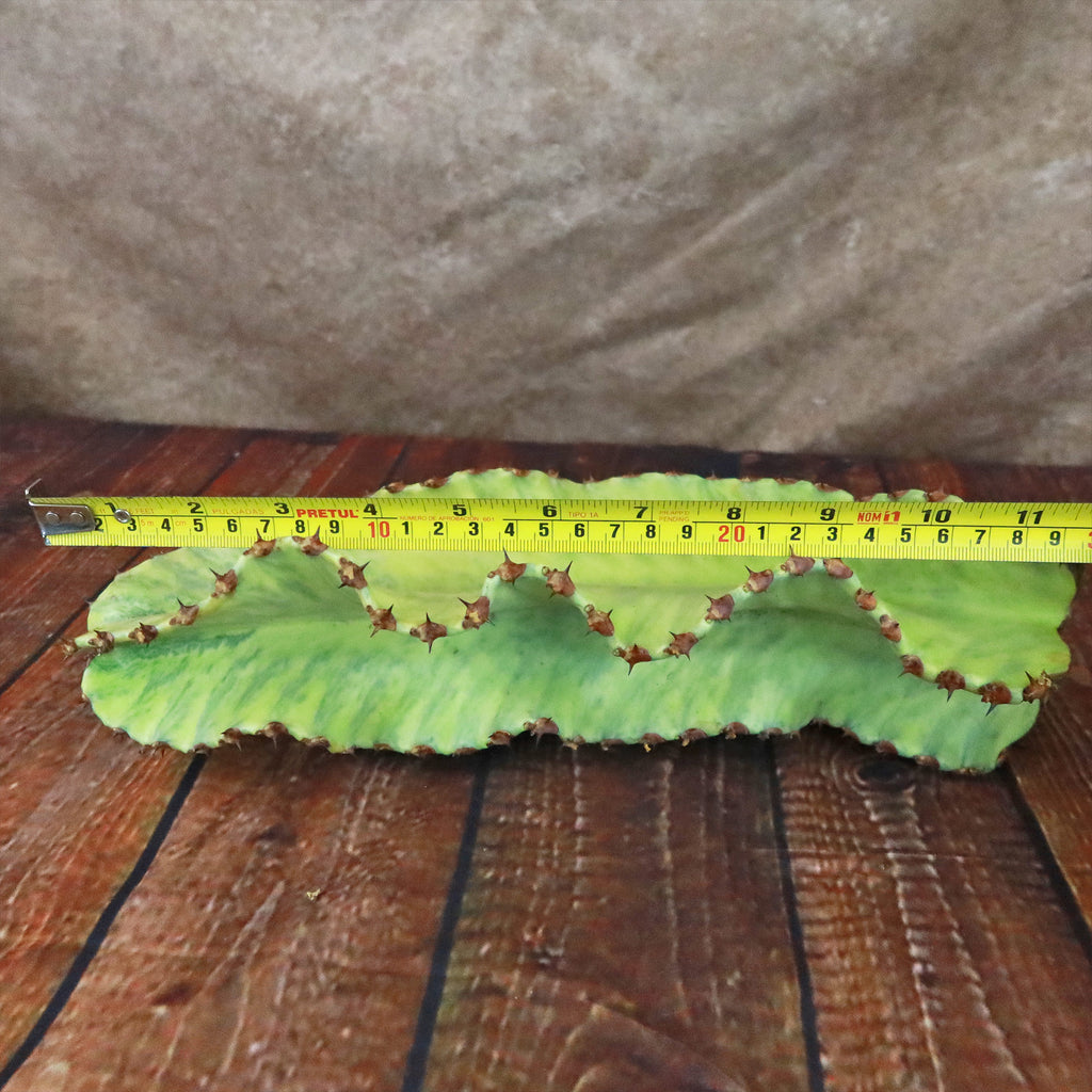Variegated Euphorbia ammak Cuttings