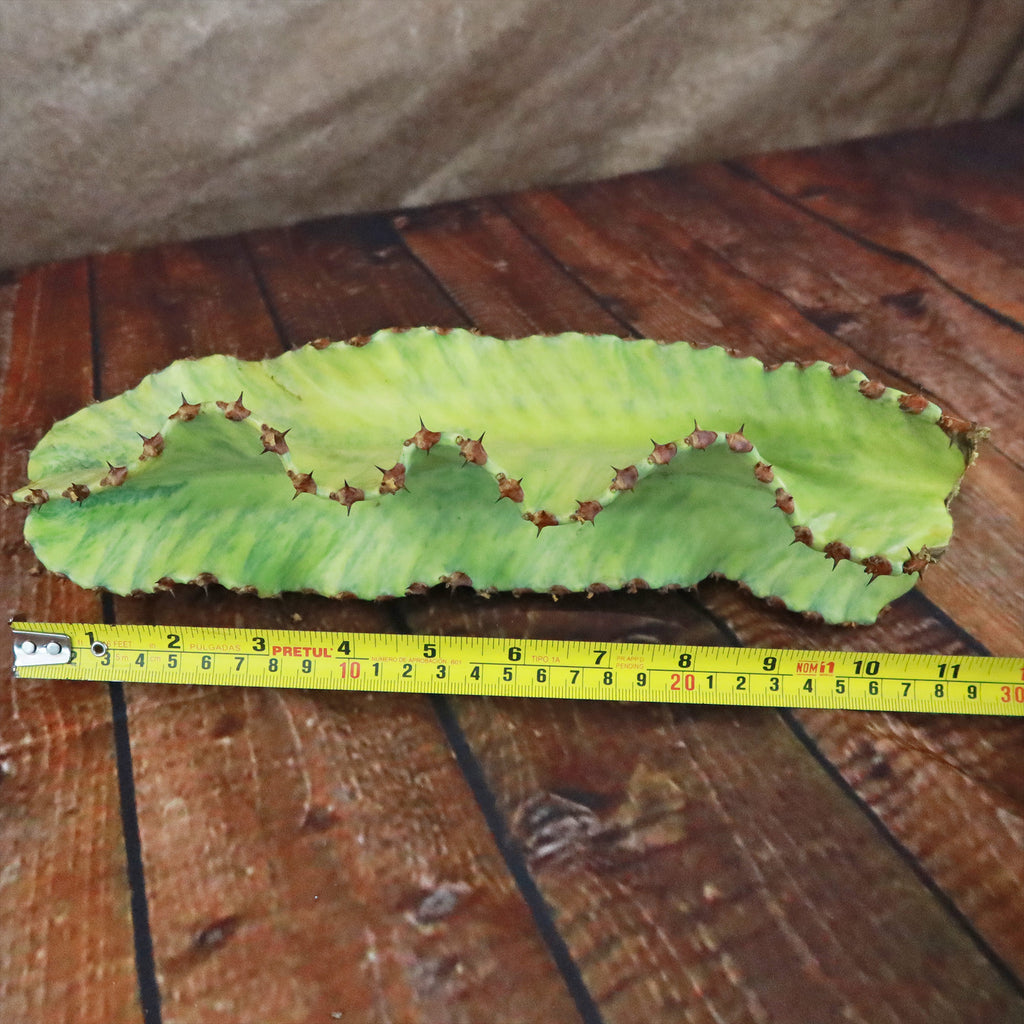 Variegated Euphorbia ammak Cuttings