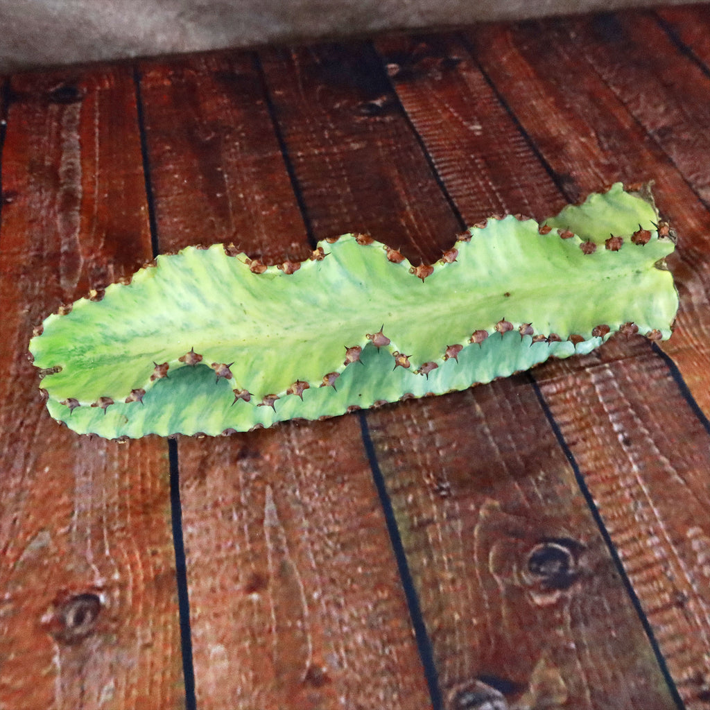 Variegated Euphorbia ammak Cuttings