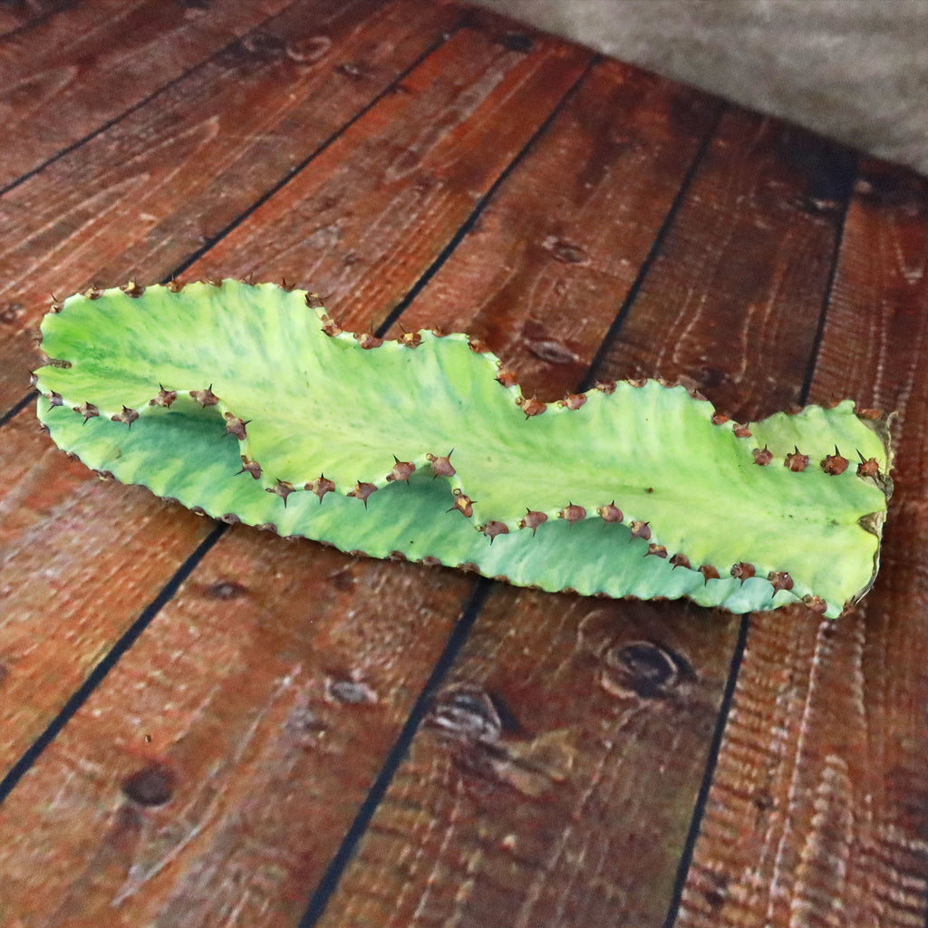 Variegated Euphorbia ammak Cuttings